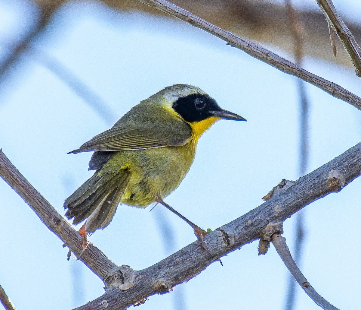 Weidengelbkehlchen - ML646566140