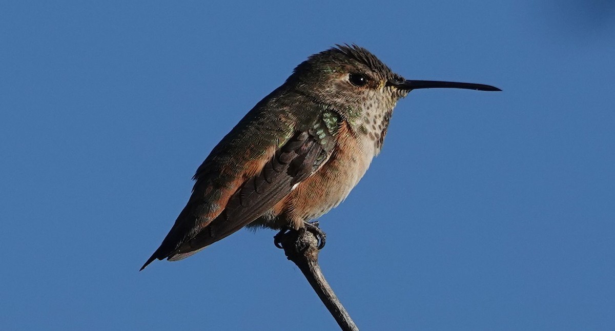 Allen's Hummingbird - ML646566141
