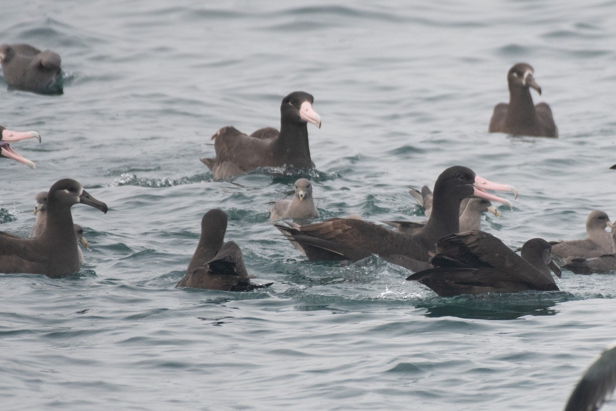 Short-tailed Albatross - ML646566143