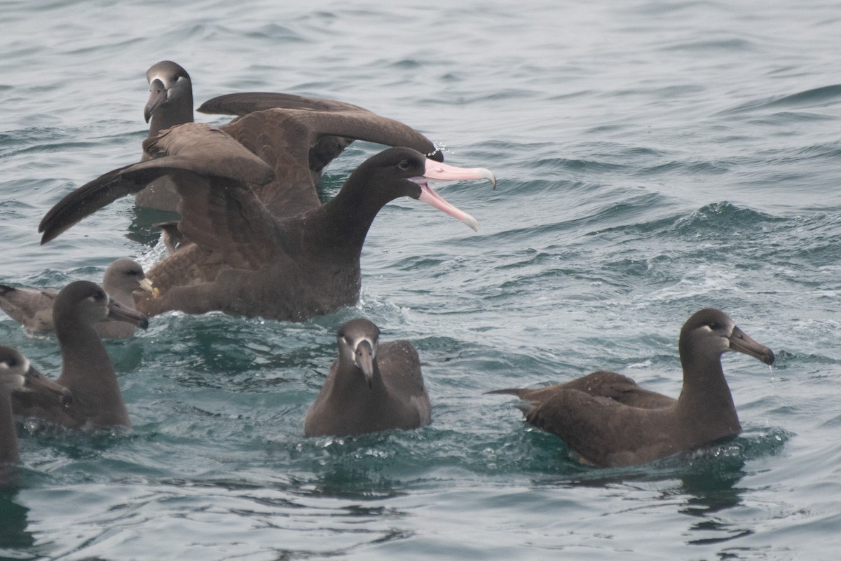 Short-tailed Albatross - ML646566144