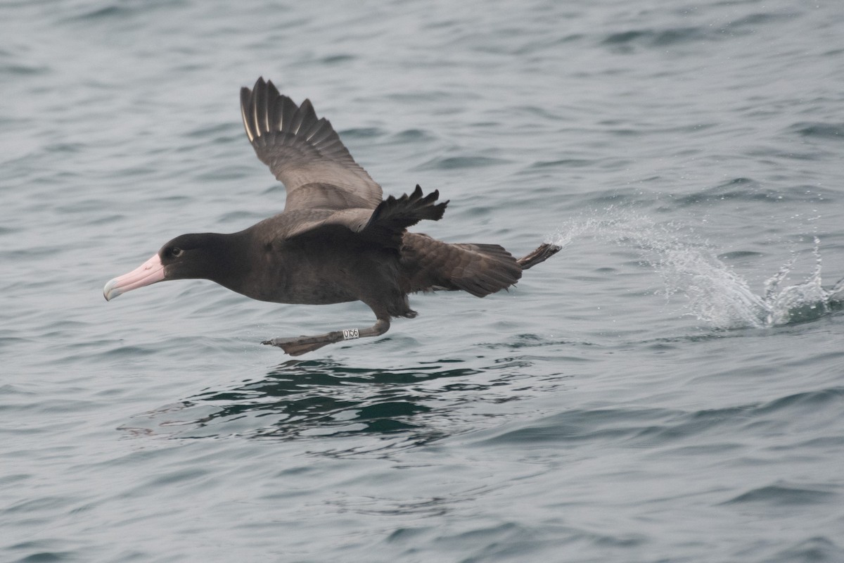 Short-tailed Albatross - ML646566145