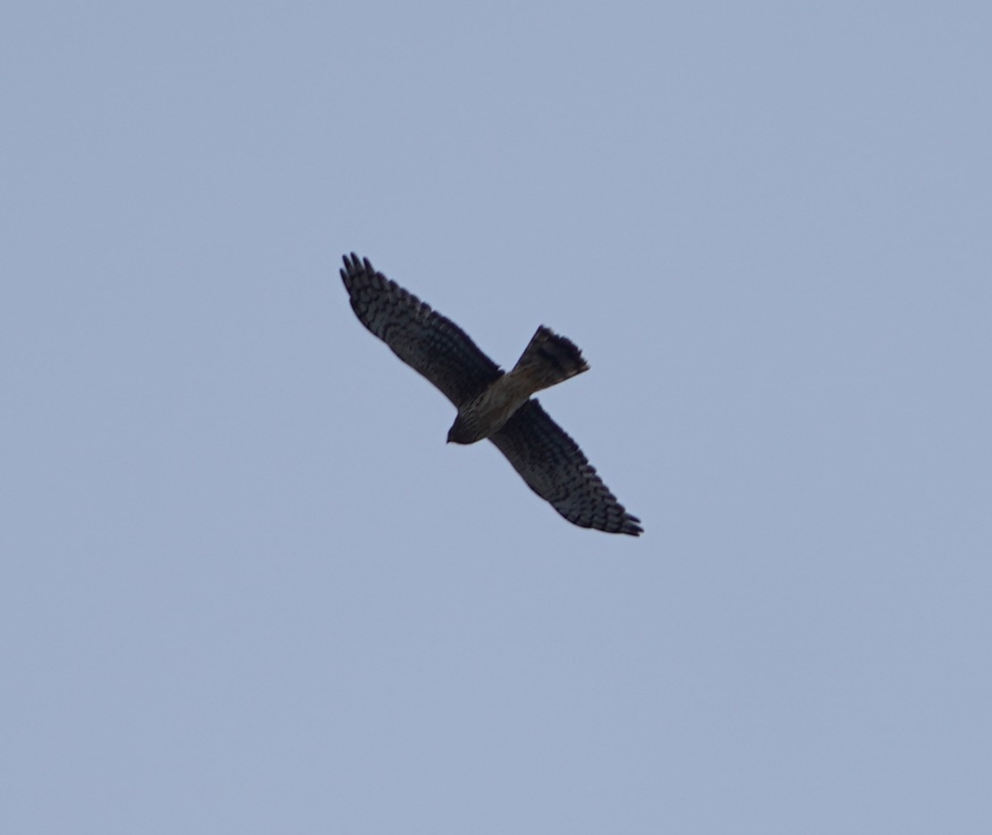 Northern Harrier - ML646566146