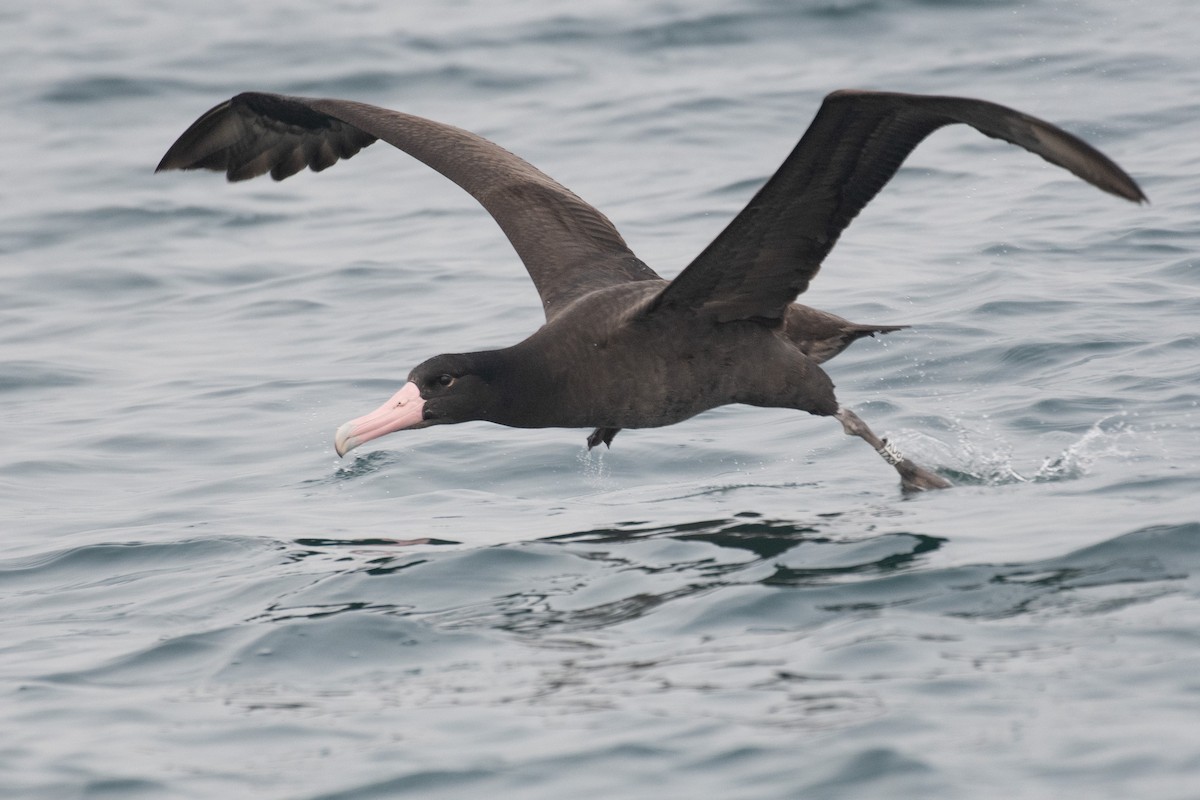 Short-tailed Albatross - ML646566149