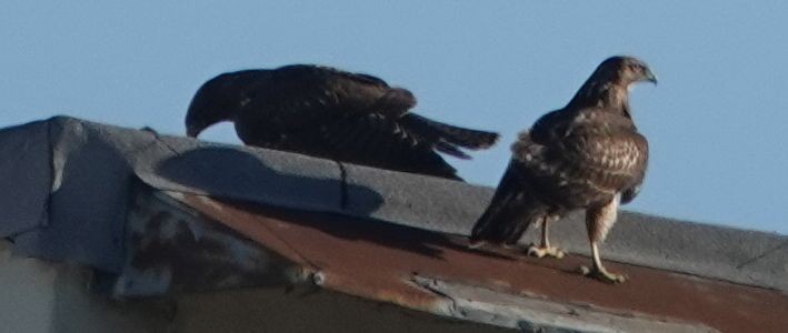 Red-tailed Hawk (calurus/alascensis) - ML646566150