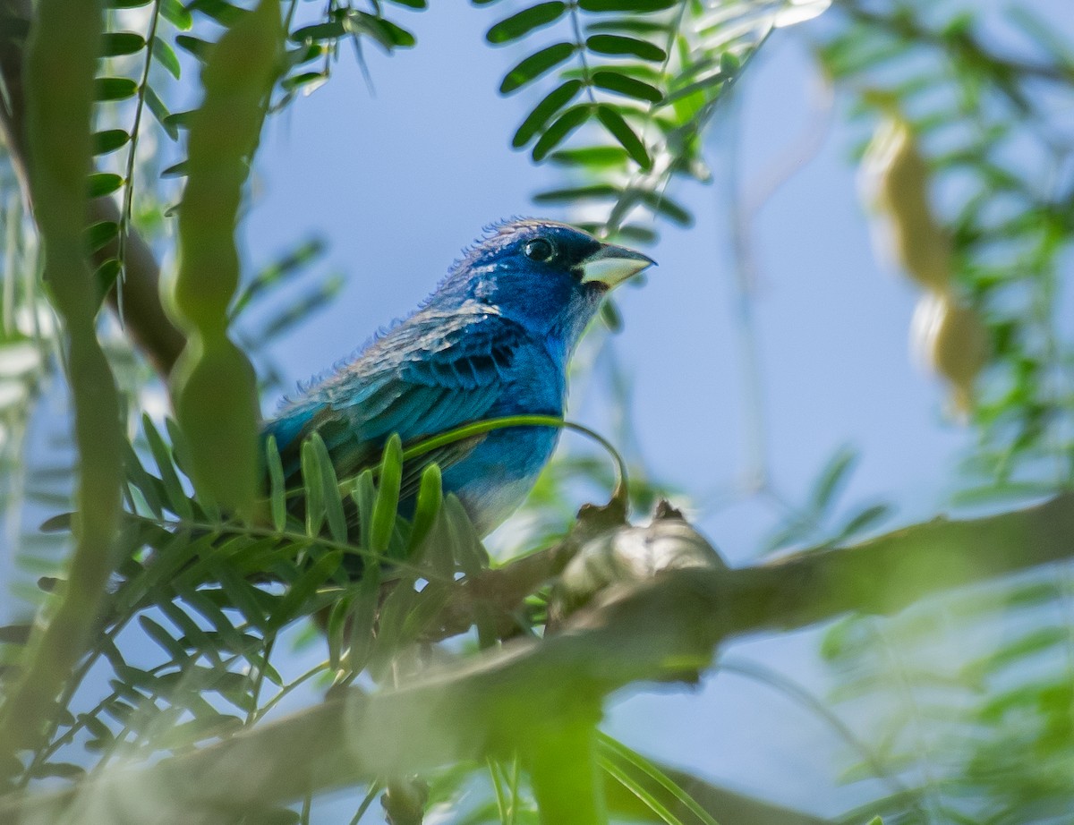 Indigo Bunting - ML646566151