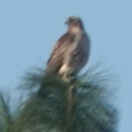 Red-tailed Hawk (calurus/alascensis) - ML646566152