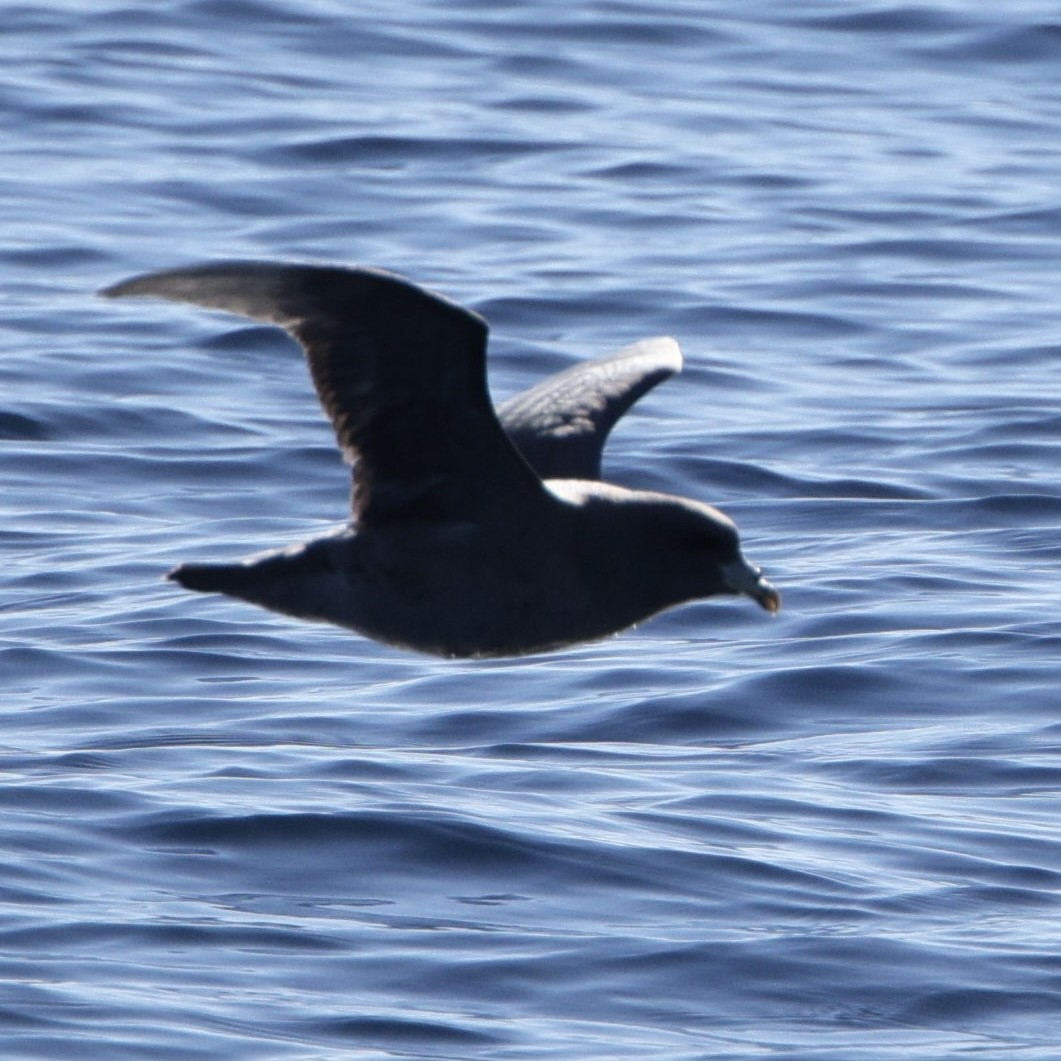 暴風鸌 - ML646566153