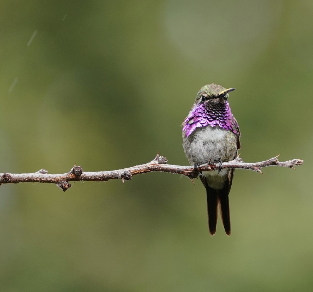 Beautiful Hummingbird - ML646566154