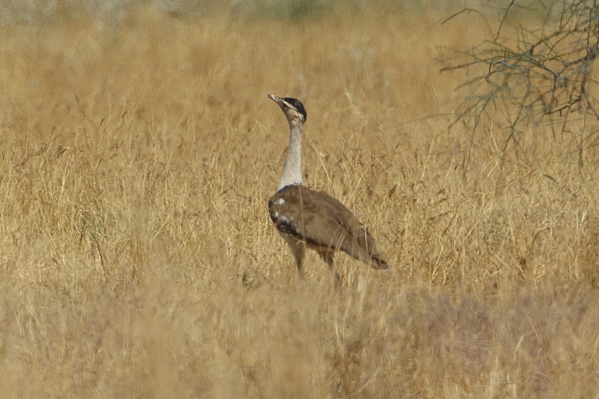 Great Indian Bustard - ML646566158