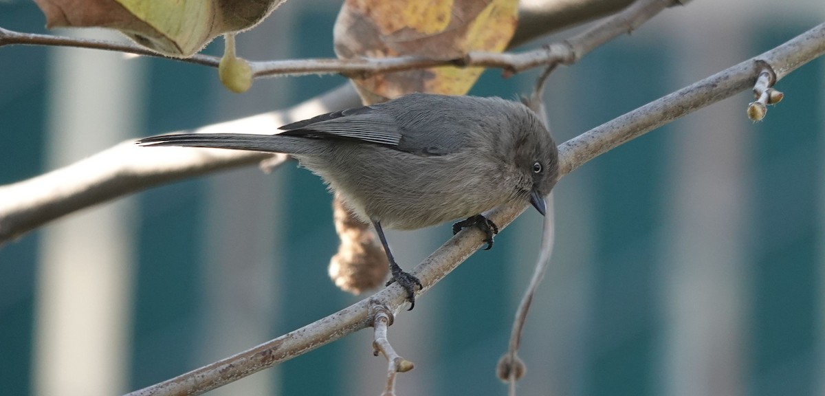 Bushtit (Pacific) - ML646566161