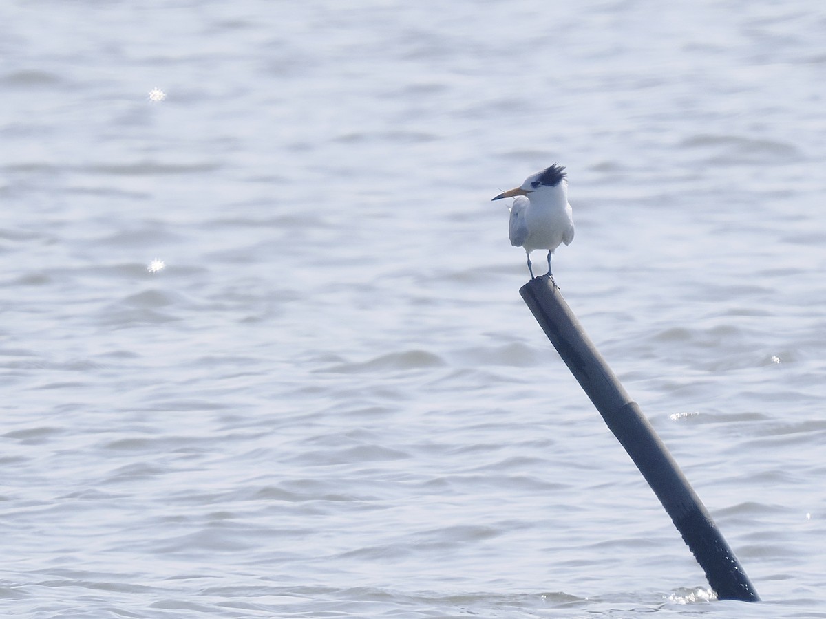שחפית סינית - ML646566170
