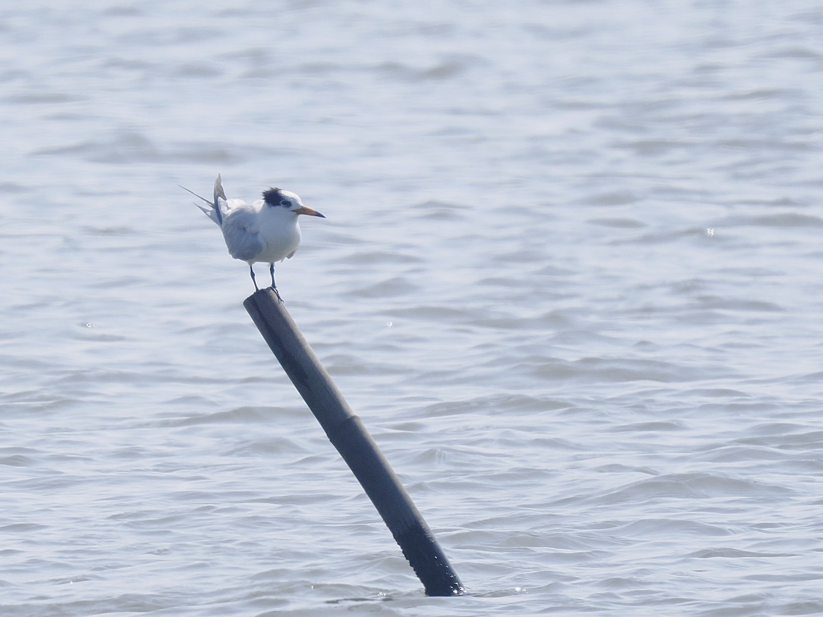 שחפית סינית - ML646566171