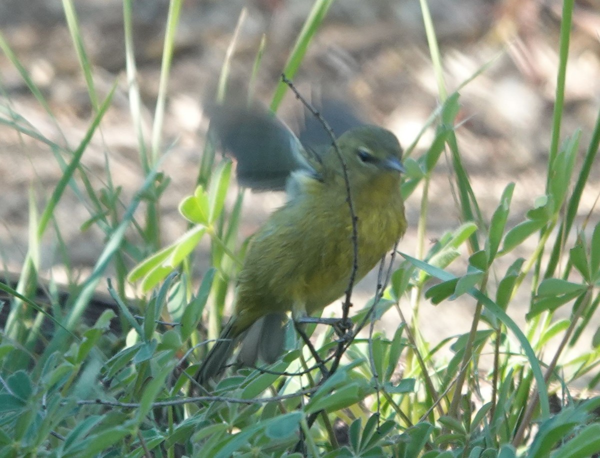 Turuncu Taçlı Ötleğen - ML646566172