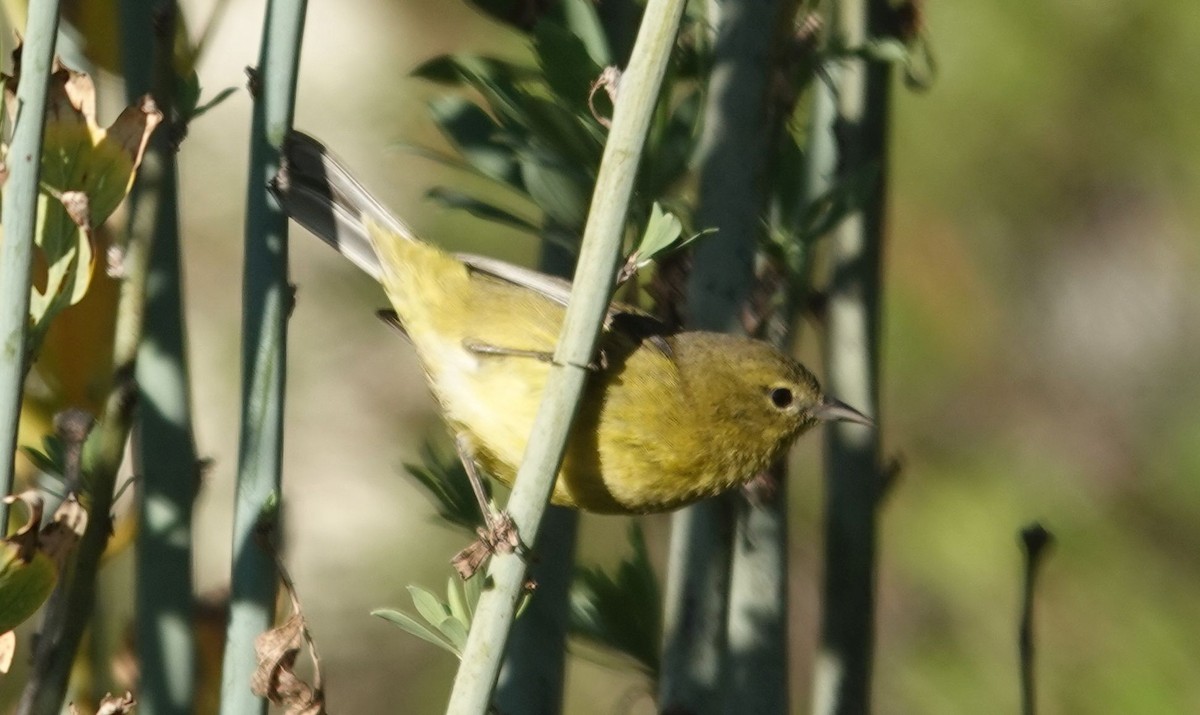 Turuncu Taçlı Ötleğen - ML646566174