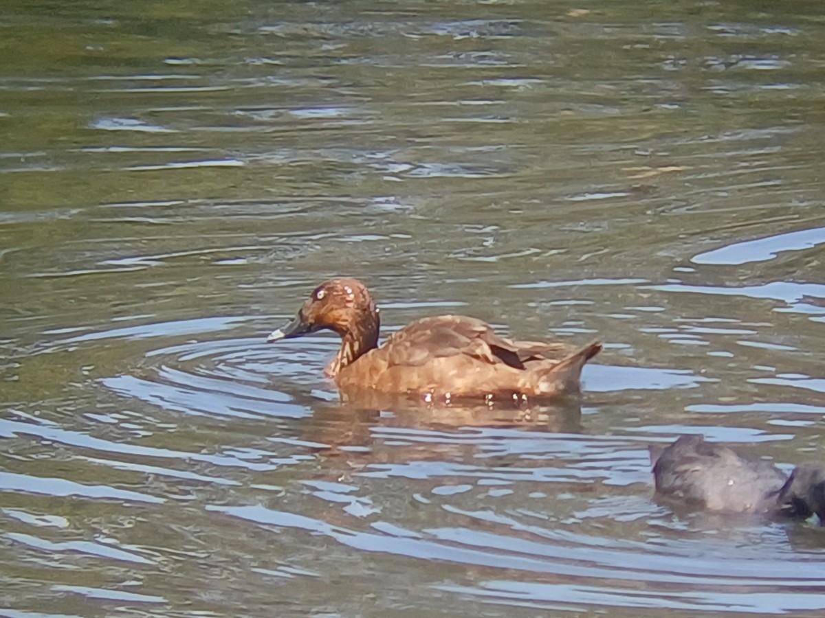 Hardhead - ML646566176