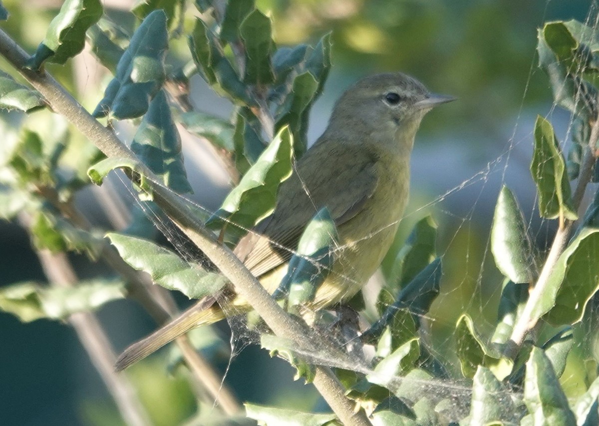 Turuncu Taçlı Ötleğen - ML646566177