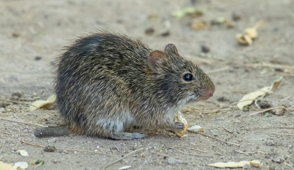 Arizona Cotton Rat - ML646566178