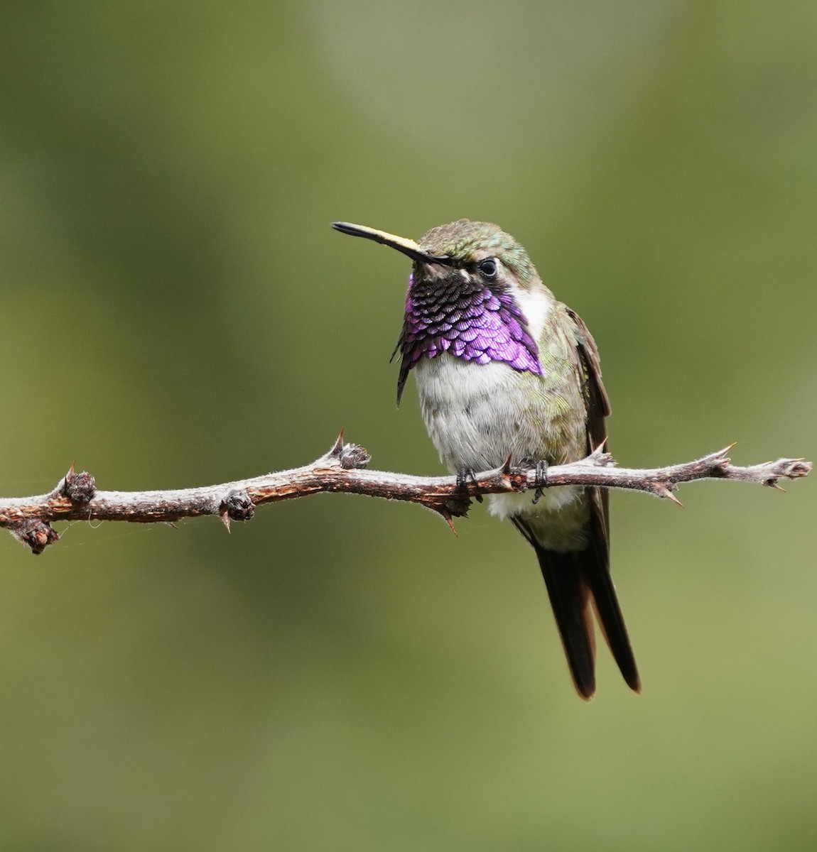 Beautiful Hummingbird - ML646566179
