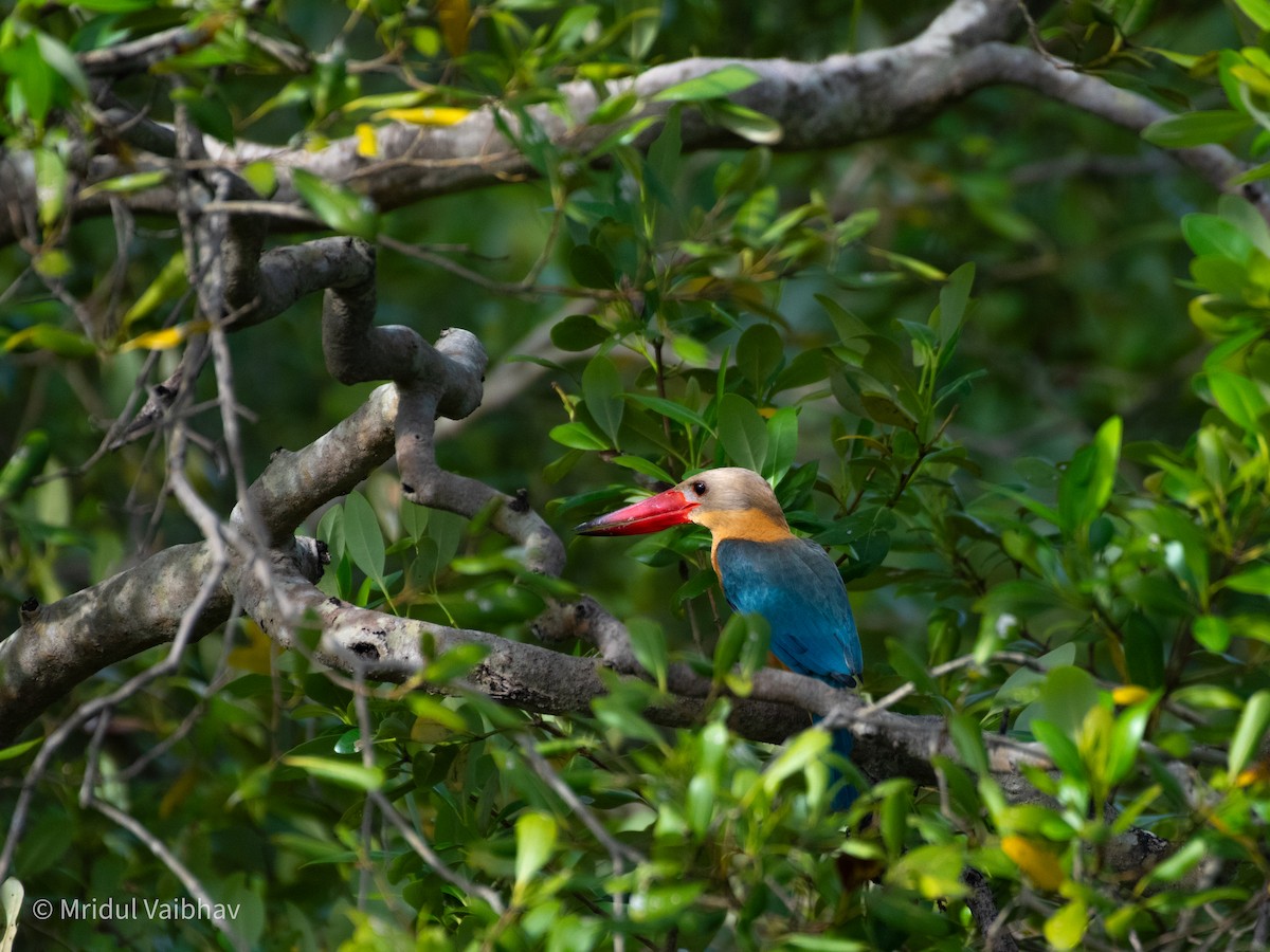 Stork-billed Kingfisher - ML646566180