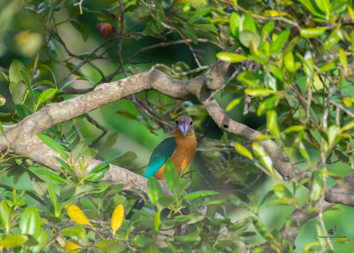 Stork-billed Kingfisher - ML646566181