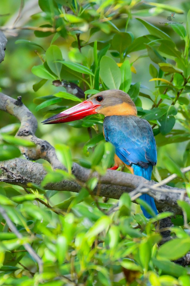 Stork-billed Kingfisher - ML646566182