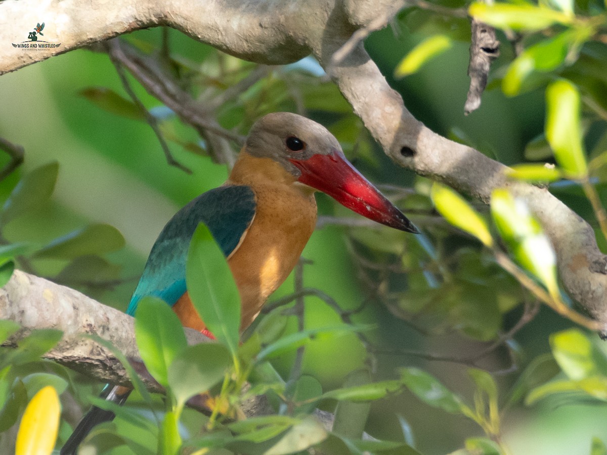 Stork-billed Kingfisher - ML646566183
