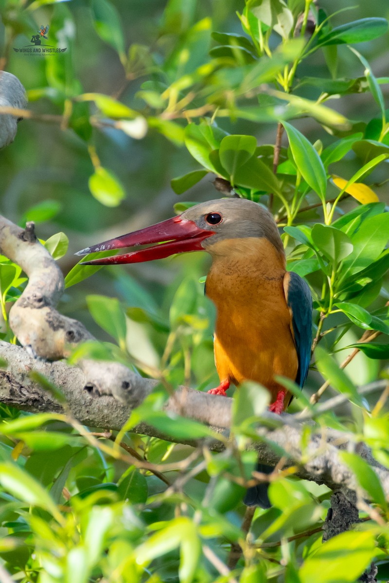 Stork-billed Kingfisher - ML646566184