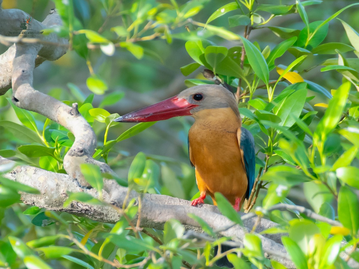 Stork-billed Kingfisher - ML646566185