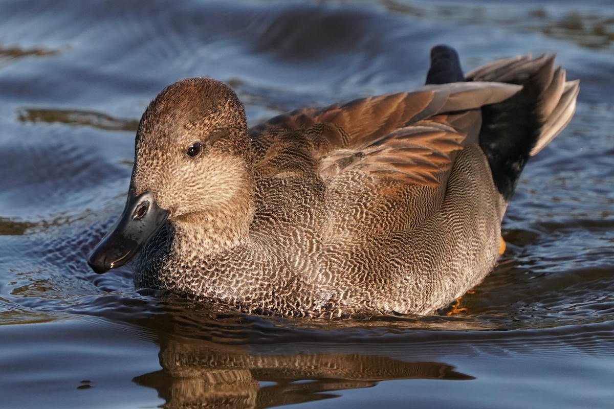Gadwall - ML646566187