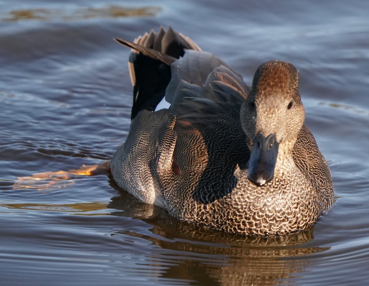 Gadwall - ML646566188