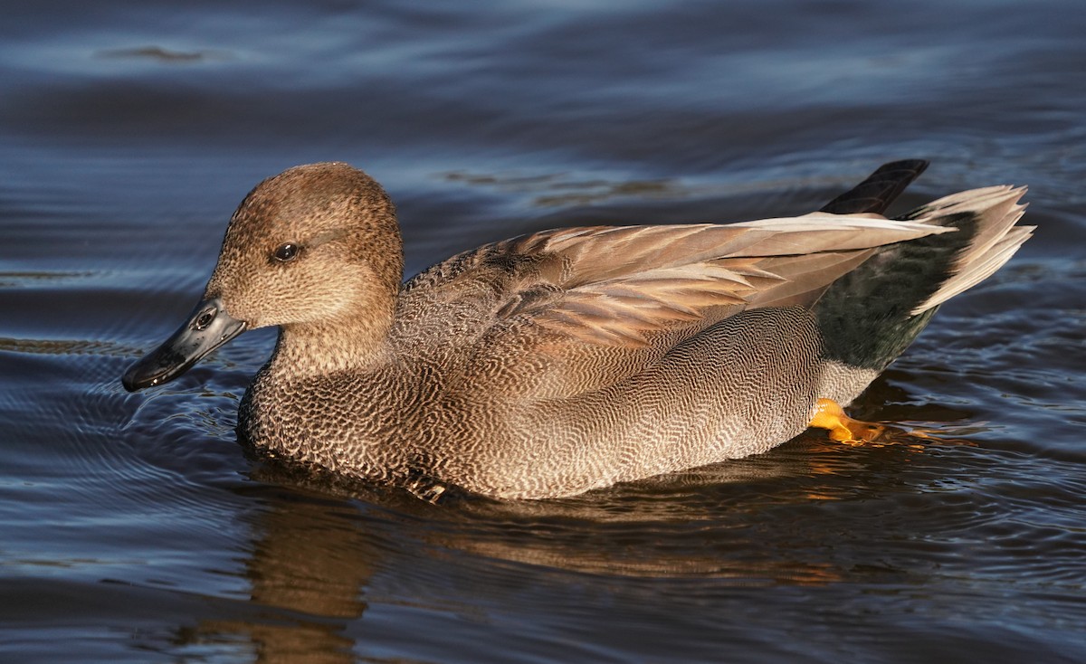 Gadwall - ML646566189