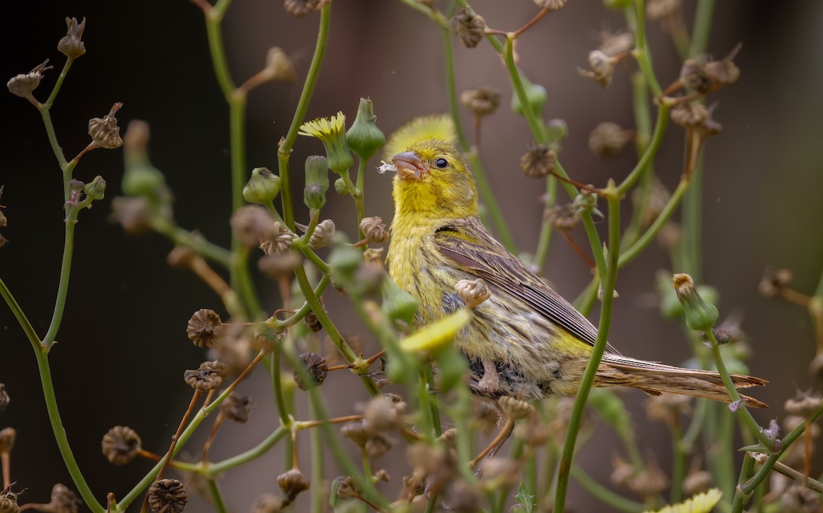Serín Canario - ML646566190