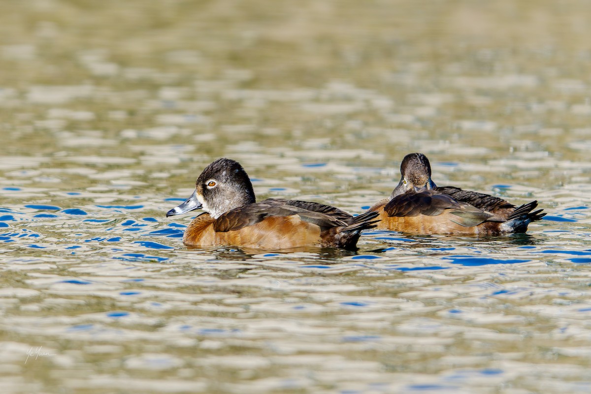 Ring-necked Duck - ML646566191