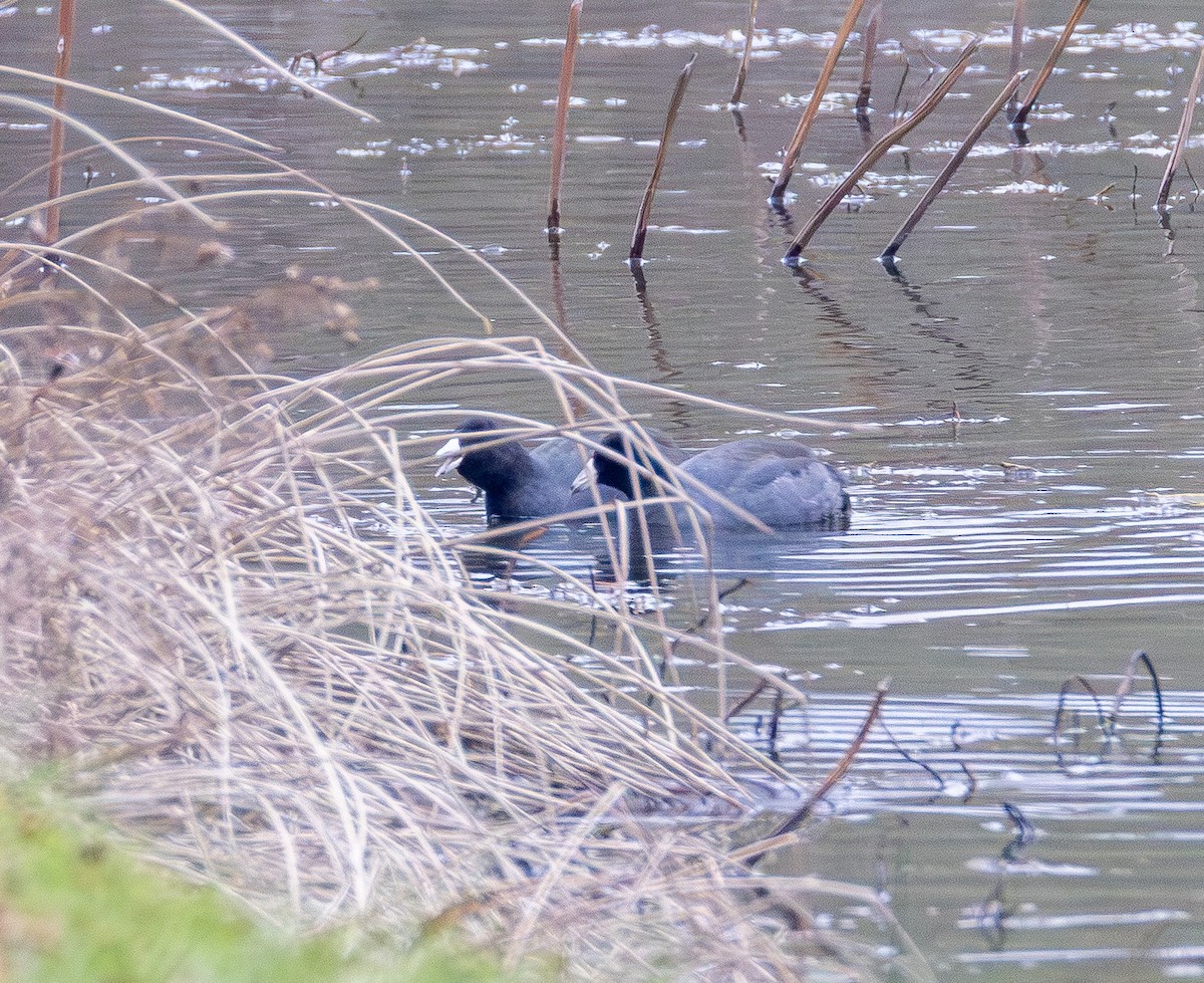 אגמית אמריקנית - ML646566192