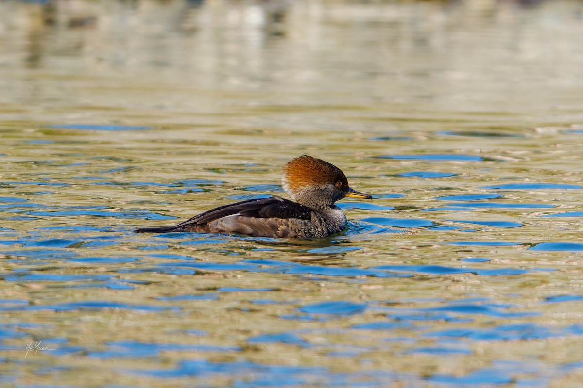 Hooded Merganser - ML646566195