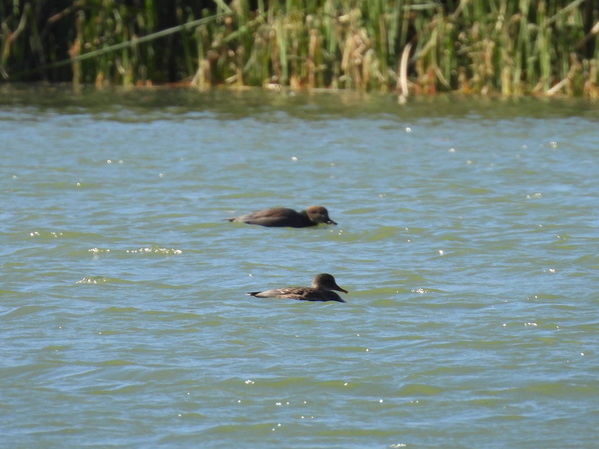 Gadwall - ML646566197