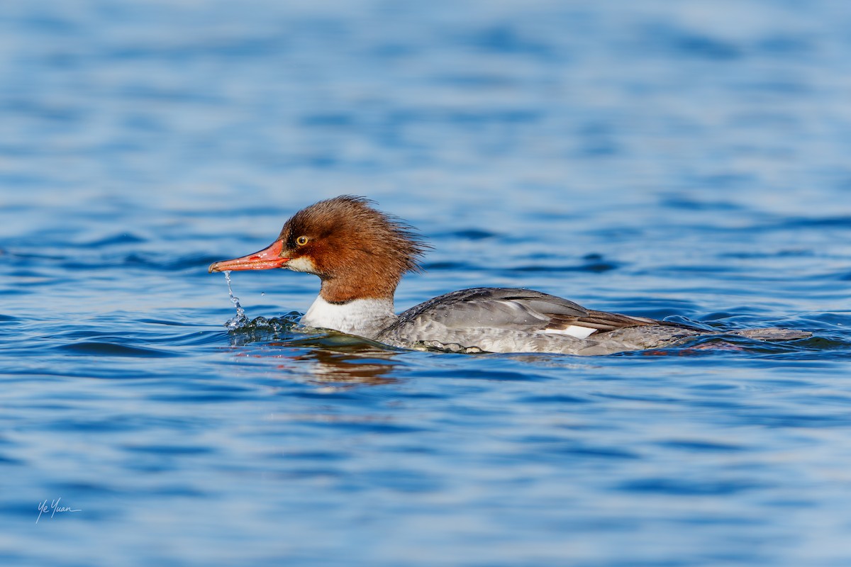 Common Merganser - ML646566198