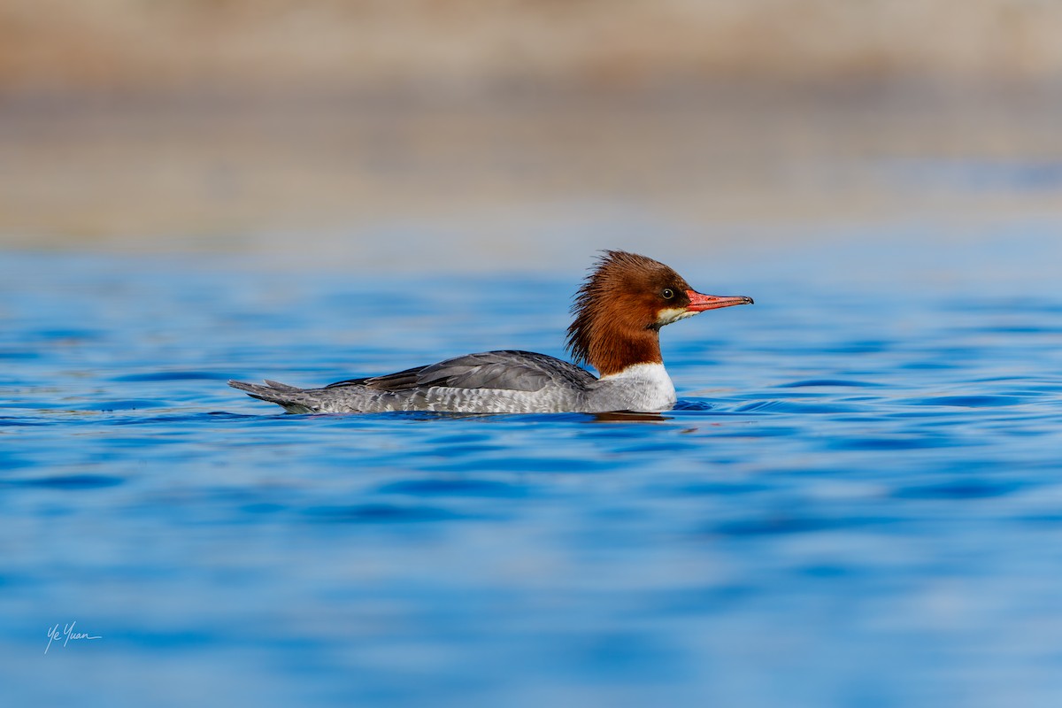 Common Merganser - ML646566201