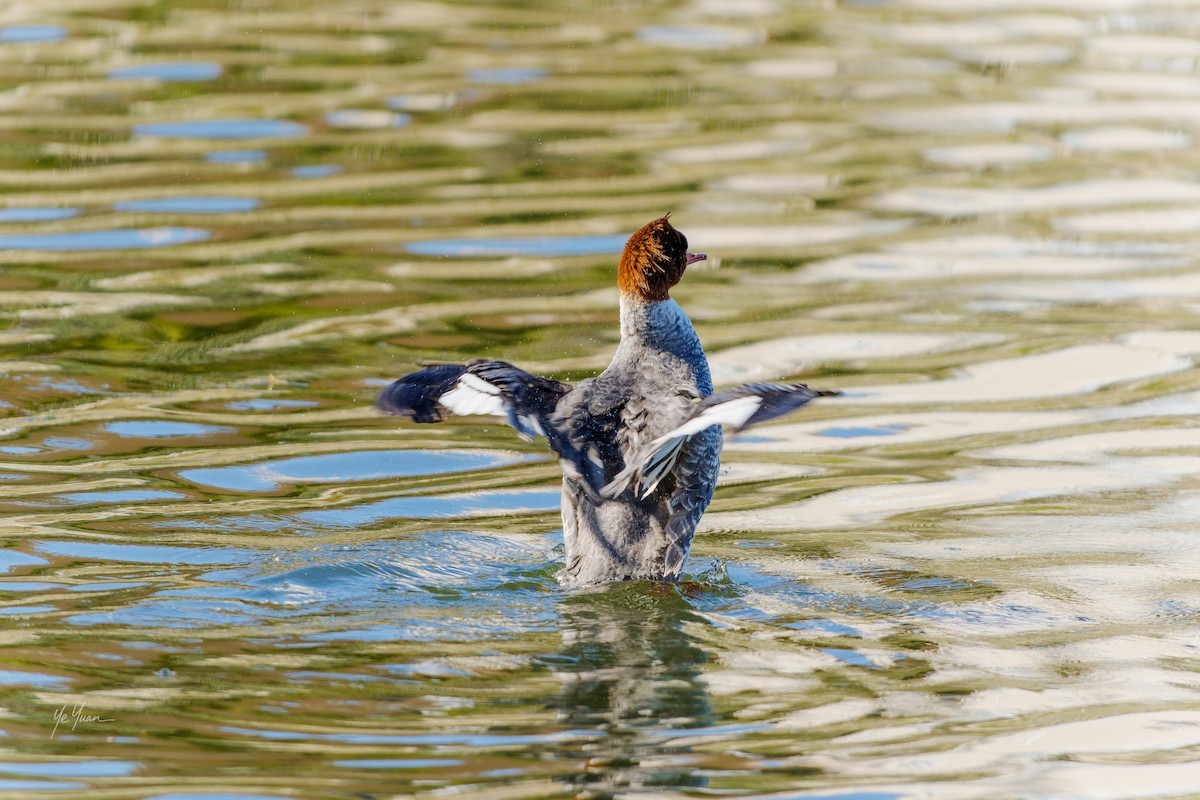 Common Merganser - ML646566203