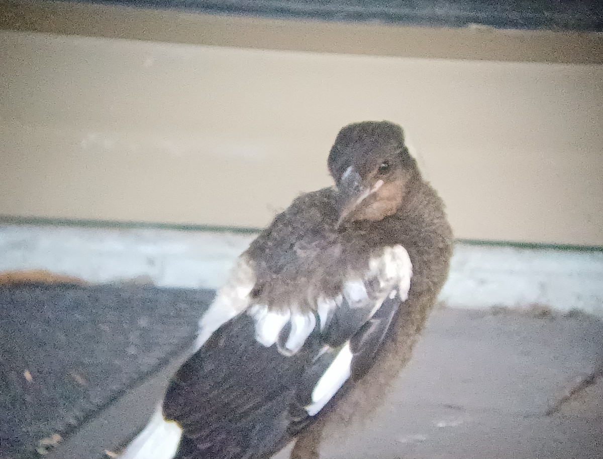 Australian Magpie - ML646566205