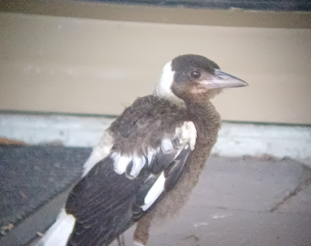Australian Magpie - ML646566206