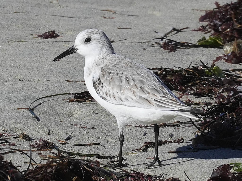 Correlimos Tridáctilo - ML646566207