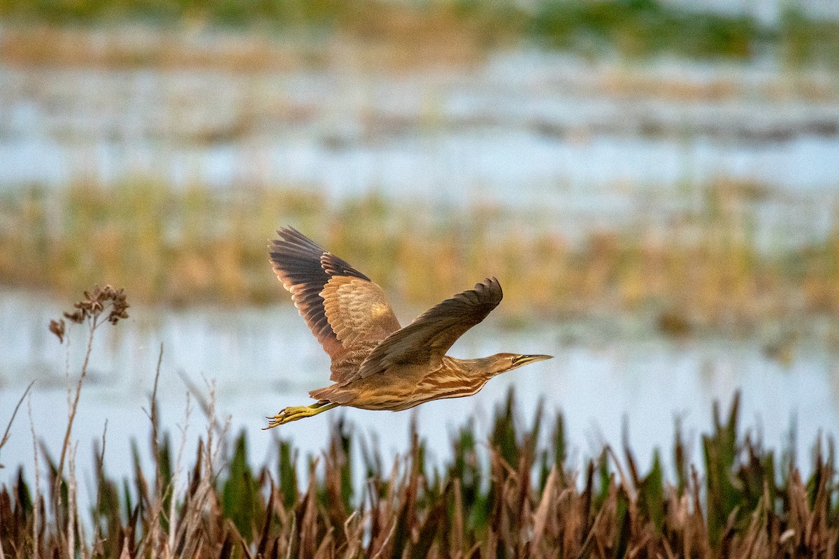 American Bittern - ML646566210