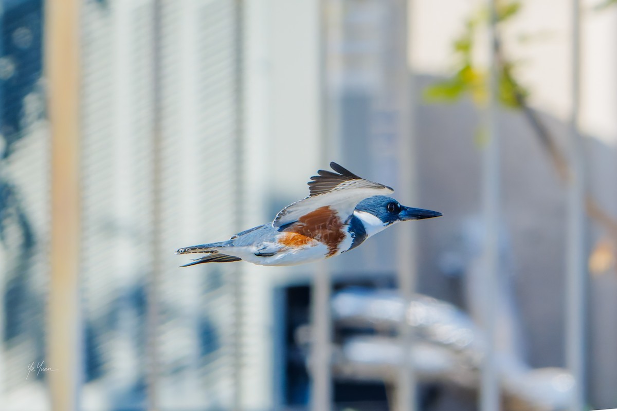 Belted Kingfisher - ML646566211