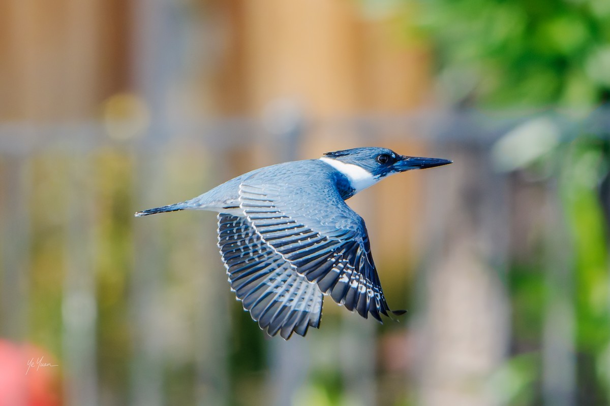 Belted Kingfisher - ML646566212