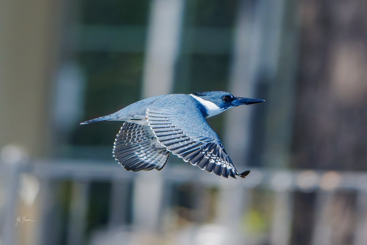 Belted Kingfisher - ML646566213