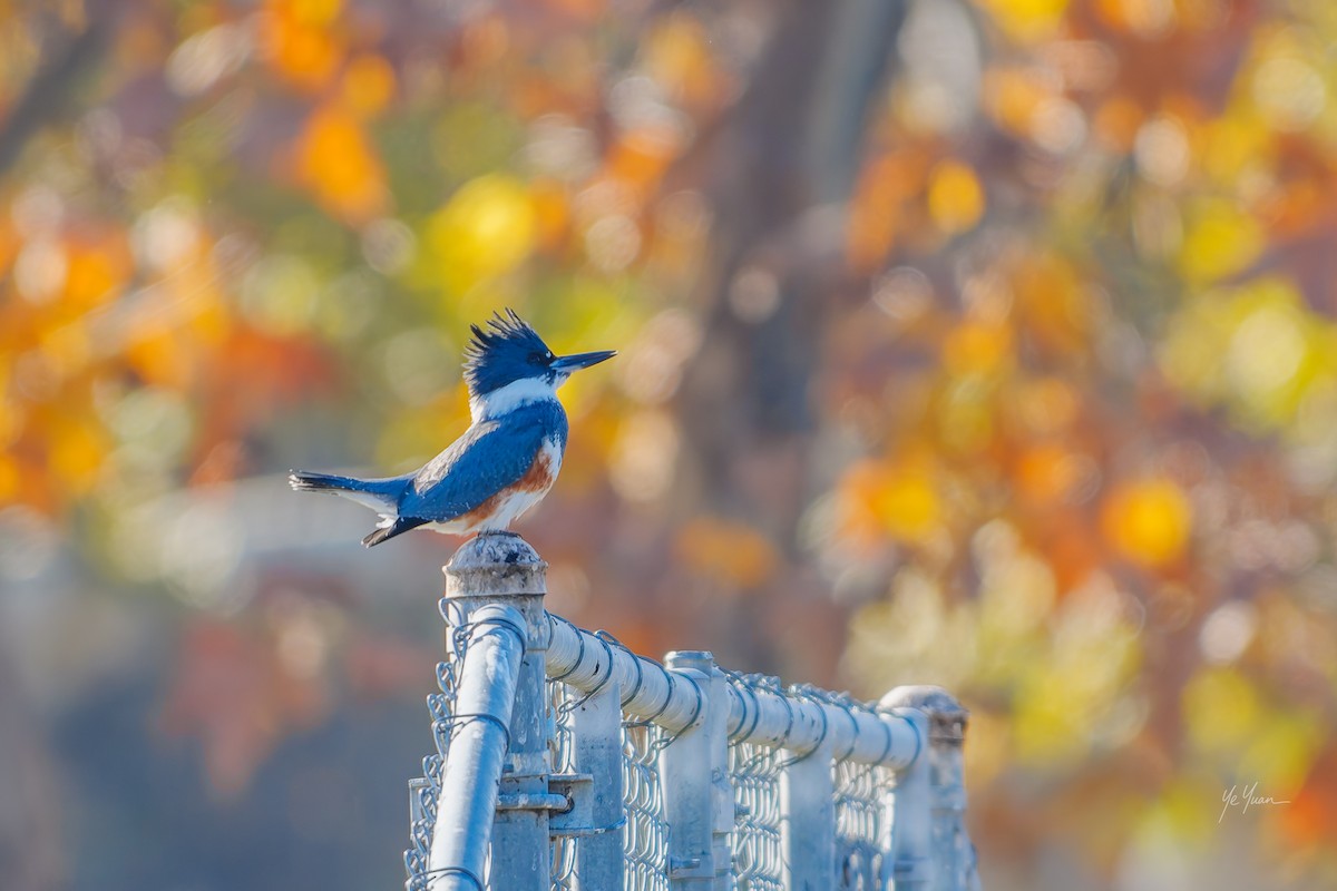 Belted Kingfisher - ML646566214