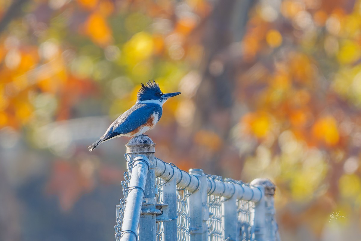 Belted Kingfisher - ML646566215