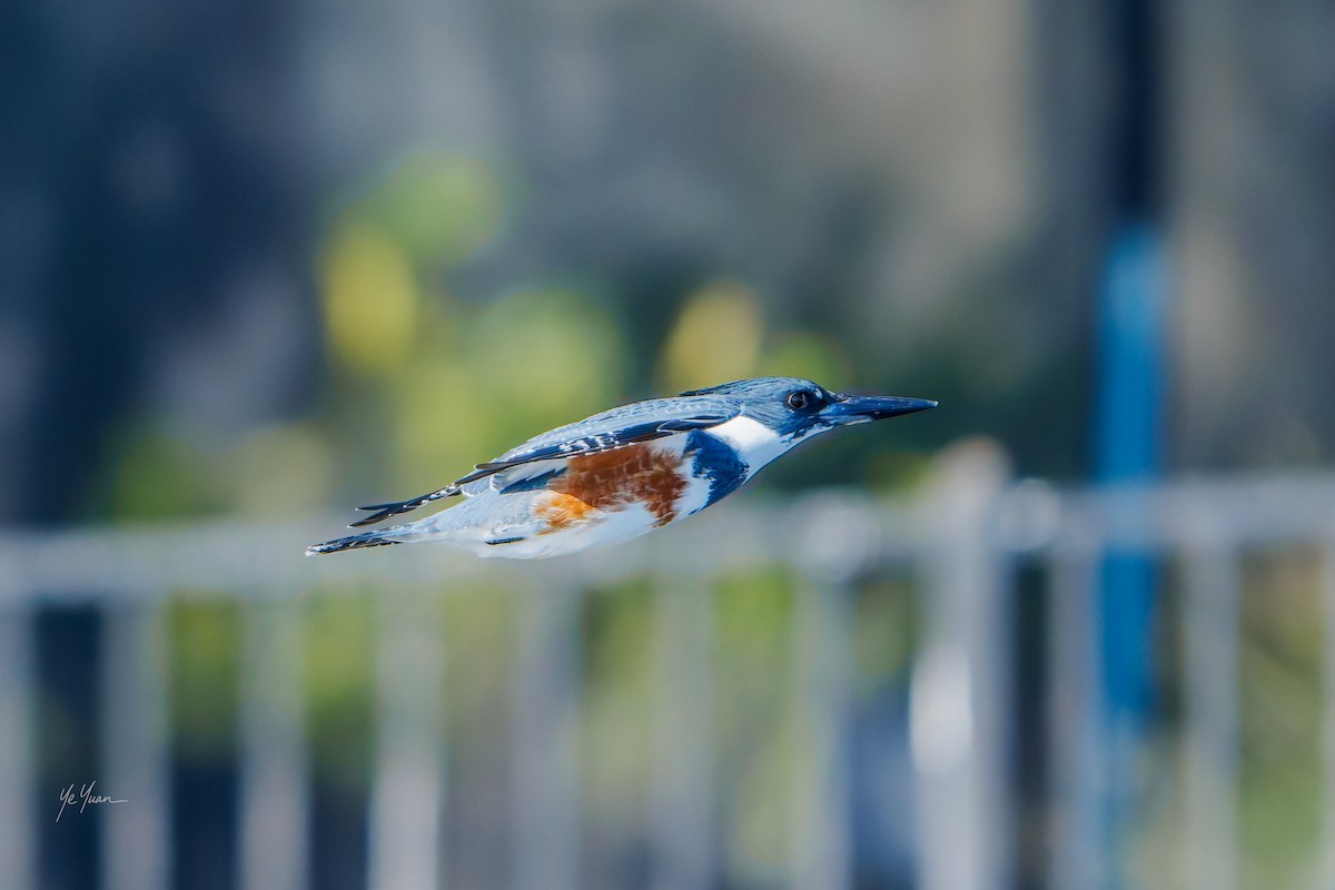 Belted Kingfisher - ML646566216