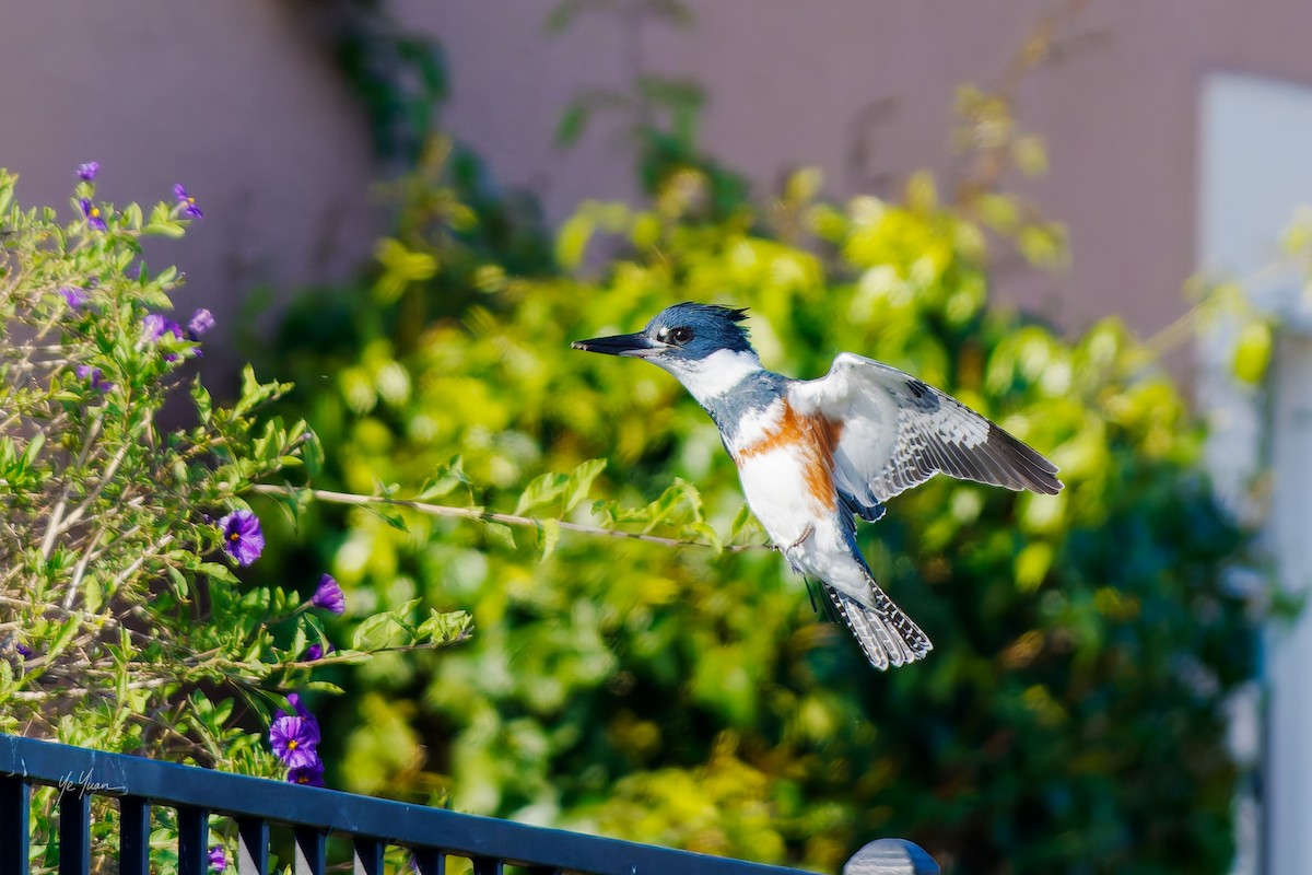 Belted Kingfisher - ML646566217